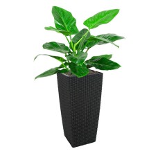 Philodendron 'Imperial Green' In Tb-04 Pot (L28Cmxw28Cmxh55Cm)